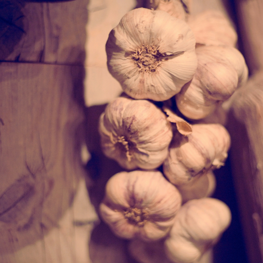 Garlic: Nature’s Antibiotic