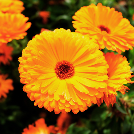 Learn Herbalism: Unlocking the Healing Power of Calendula